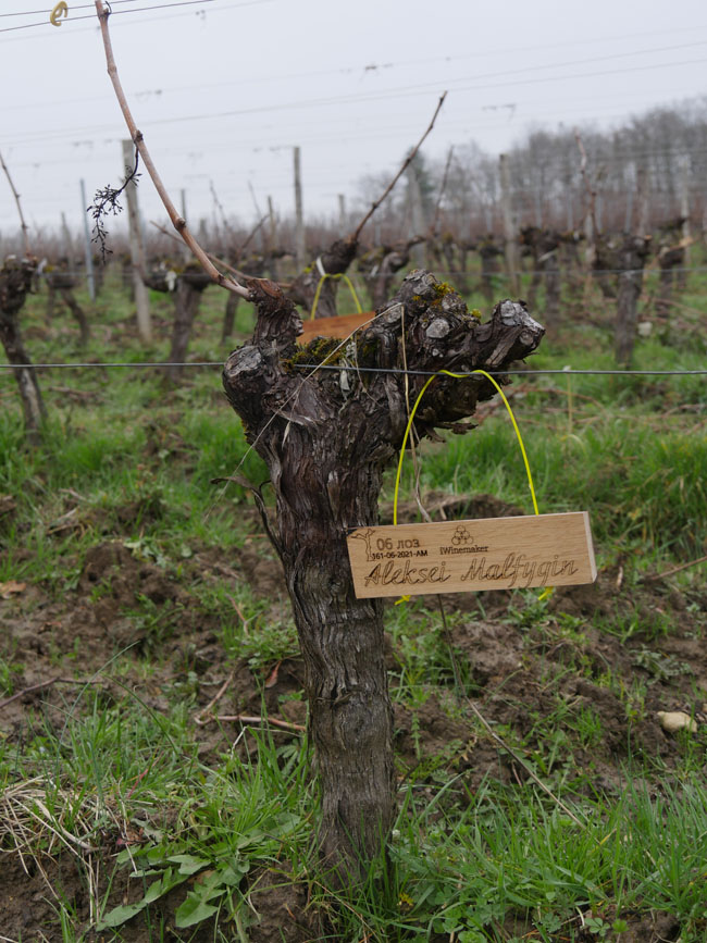 Виноградник на урожай